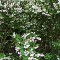 Deutzia scabra
